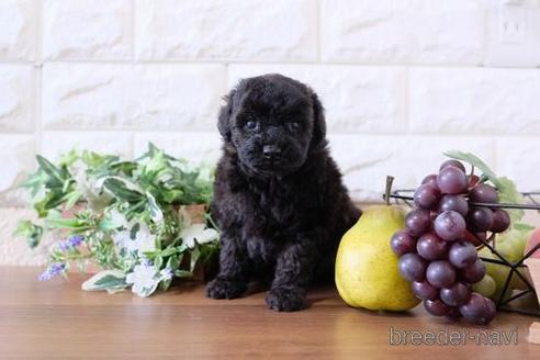 成約済の滋賀県のトイプードル-199142の2枚目