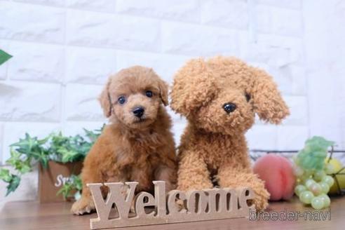 成約済の滋賀県のトイプードル-199156の1枚目