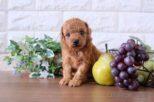 成約済の滋賀県のトイプードル-199156の3枚目