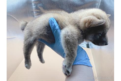 成約済の東京都の柴犬-202025の2枚目