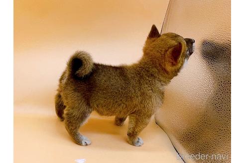 成約済の東京都の柴犬-202025の3枚目