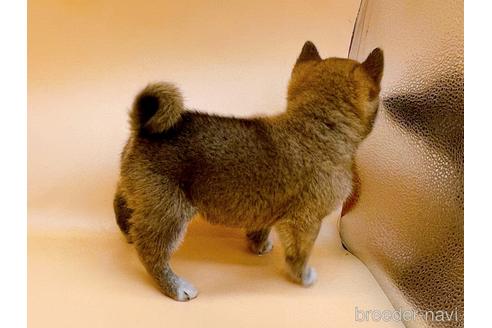 成約済の東京都の柴犬-202025の4枚目