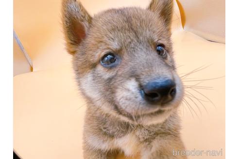 成約済の東京都の柴犬-202025の5枚目