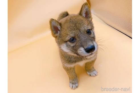 成約済の東京都の柴犬-202025の6枚目