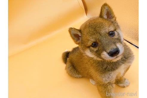 成約済の東京都の柴犬-202025の7枚目