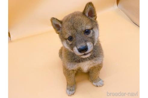 成約済の東京都の柴犬-202025の1枚目