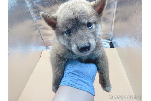 成約済の東京都の柴犬-202025の8枚目