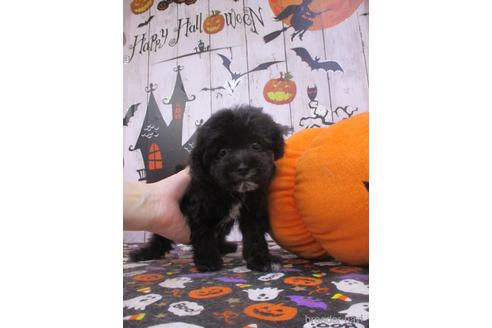 成約済の鳥取県のマルプー:マルチーズ×トイプードル-194926の3枚目