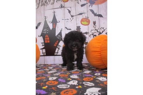 成約済の鳥取県のマルプー:マルチーズ×トイプードル-194926の1枚目