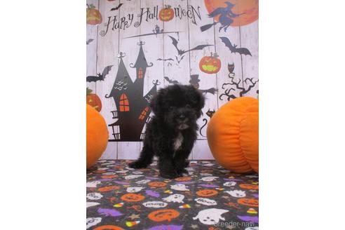 成約済の鳥取県のマルプー:マルチーズ×トイプードル-194926の2枚目