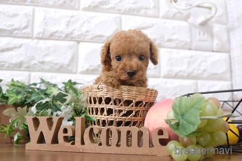 成約済の滋賀県のトイプードル-199169の1枚目