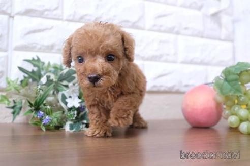 成約済の滋賀県のトイプードル-199169の6枚目