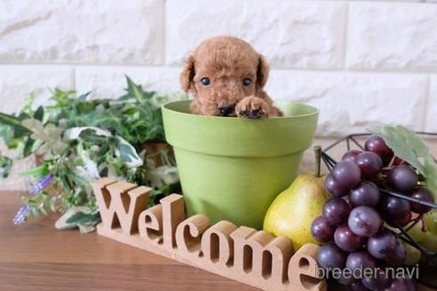 成約済の滋賀県のトイプードル-199169の3枚目