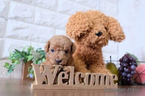 成約済の滋賀県のトイプードル-199169の2枚目