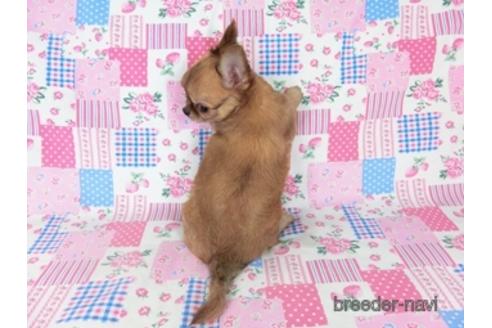 成約済の千葉県のチワワ(ロングコート)-196198の4枚目