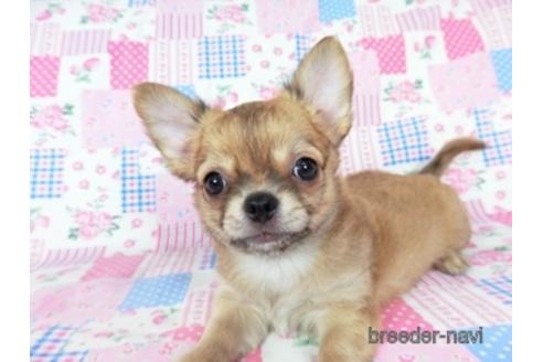 成約済の千葉県のチワワ(ロングコート)-196198の3枚目