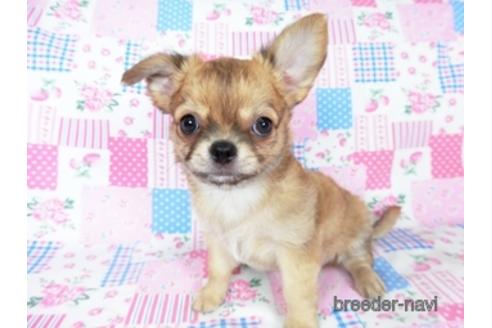 成約済の千葉県のチワワ(ロングコート)-196198の2枚目