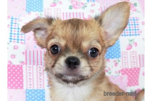 成約済の千葉県のチワワ(ロングコート)-196198