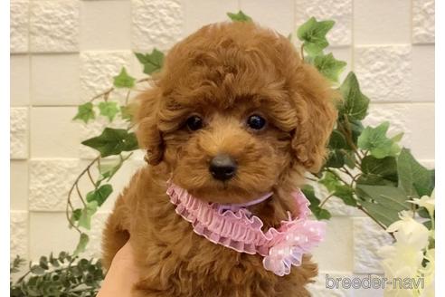 成約済の埼玉県のトイプードル-201467の11枚目