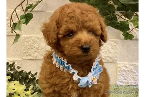 成約済の埼玉県のトイプードル-201469の17枚目