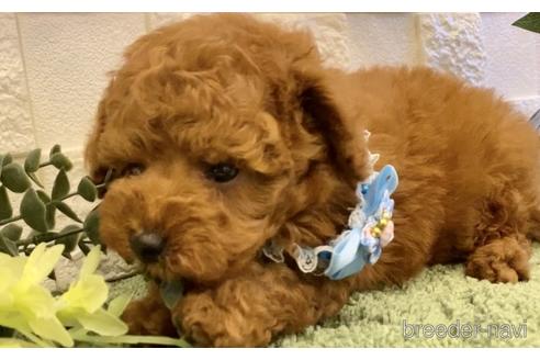 成約済の埼玉県のトイプードル-201469の14枚目