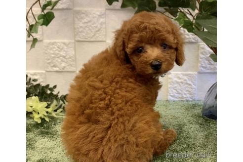 成約済の埼玉県のトイプードル-201470の15枚目