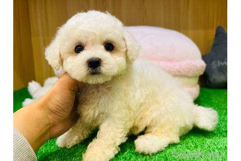 成約済の埼玉県のビションフリーゼ-201477の1枚目