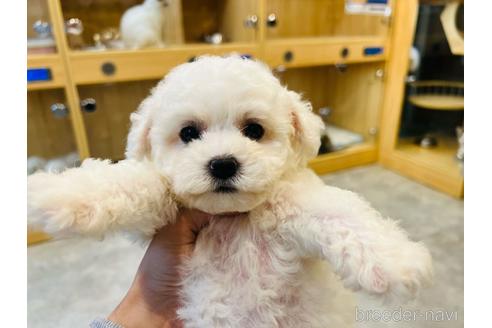 成約済の埼玉県のビションフリーゼ-201479の5枚目