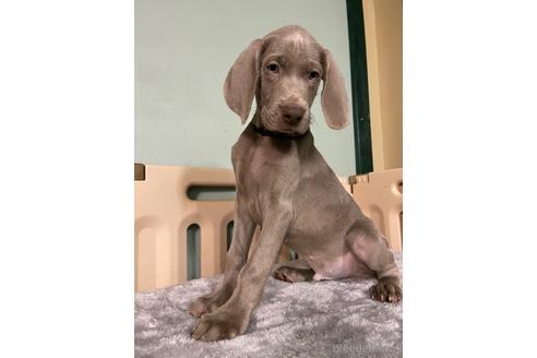 ワイマラナーの子犬を探す ブリーダーナビ