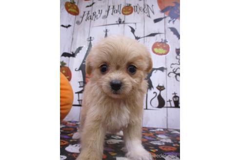 成約済の鳥取県のチワプー:チワワ×トイプードル-194929