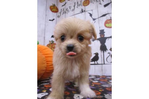 成約済の鳥取県のチワプー:チワワ×トイプードル-194929の2枚目