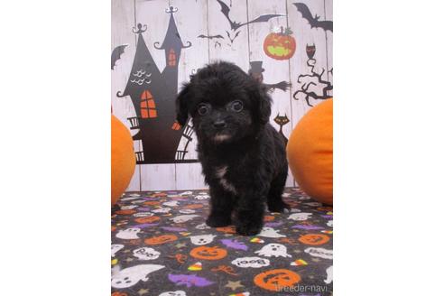 成約済の鳥取県のチワプー:チワワ×トイプードル-194928の3枚目