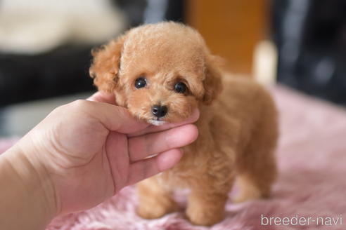 成約済の茨城県のティーカッププードル-196615