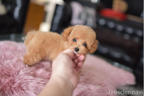 成約済の茨城県のティーカッププードル-196615の6枚目