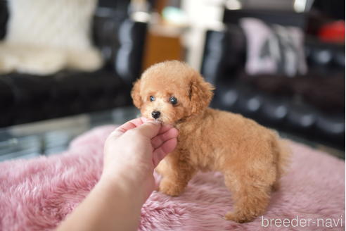 成約済の茨城県のティーカッププードル-196615の5枚目