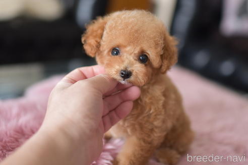 成約済の茨城県のティーカッププードル-196615の4枚目