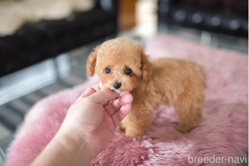 成約済の茨城県のティーカッププードル-196615の3枚目