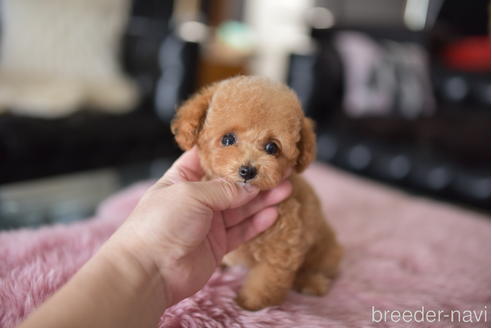 成約済の茨城県のティーカッププードル-196615の2枚目