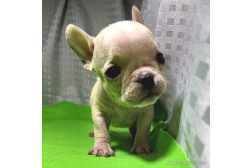 成約済の茨城県のフレンチブルドッグ-200598の17枚目