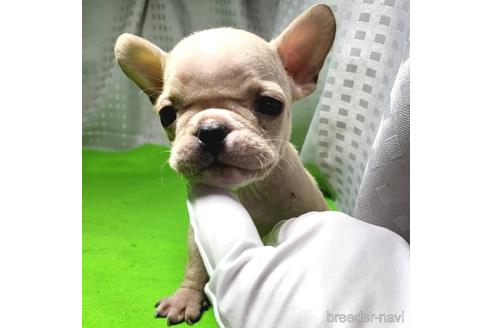 成約済の茨城県のフレンチブルドッグ-200598の18枚目