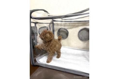 成約済の埼玉県のタイニープードル-187822の5枚目