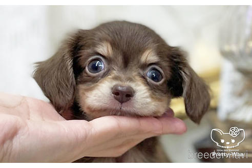 成約済の愛知県のチワックス:チワワ×ミニチュアダックスフンド-201595