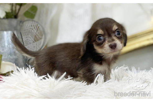 成約済の愛知県のチワックス:チワワ×ミニチュアダックスフンド-201595の3枚目