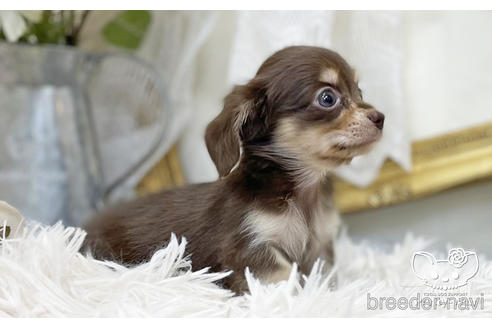 成約済の愛知県のチワックス:チワワ×ミニチュアダックスフンド-201595の4枚目