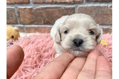 成約済の三重県のマルプー:マルチーズ×トイプードル-201629の7枚目