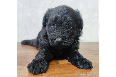 成約済の東京都のミックス犬-201641の3枚目