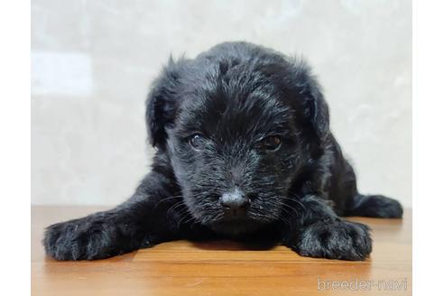 成約済の東京都のミックス犬-201641の1枚目