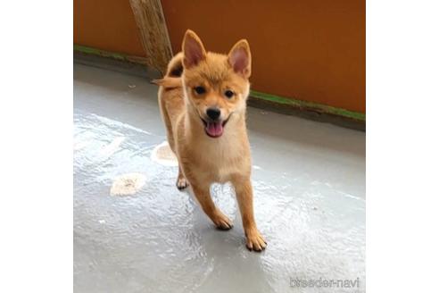 成約済の茨城県のミックス犬-186236の10枚目