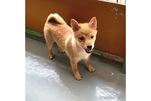 成約済の茨城県のミックス犬-186236の9枚目