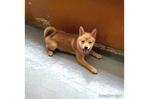 成約済の茨城県のミックス犬-186236の8枚目